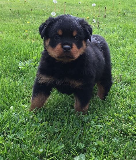 Rottweiler Puppies For Sale | Pennsylvania 18, PA #200815