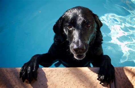 Build a DIY Dog Pool to Keep Your Pup Cool | Healthy Paws