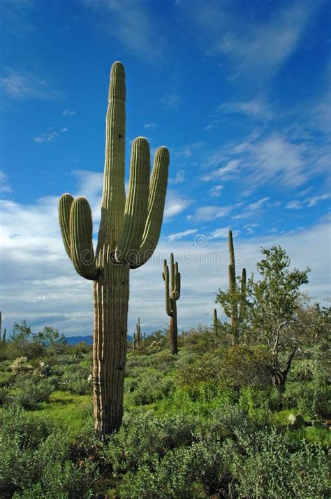 Saguaro Cactus in Desert