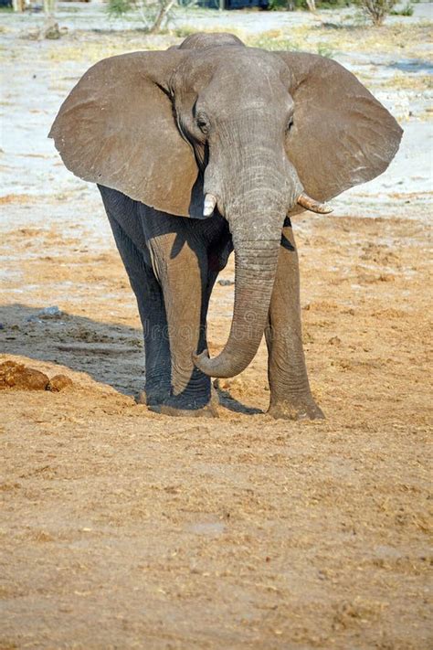 Elephant ears stock photo. Image of nourishment, diet - 18679630