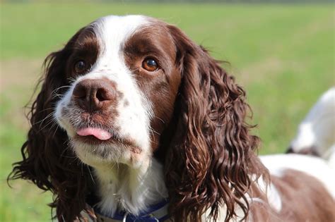 Springer Spaniel Grooming: A Guide With Haircut Pictures