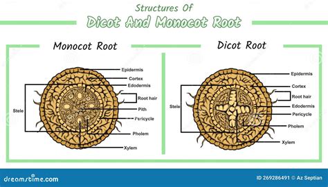 Structures of Monocot Root and Dicot Root Stock Vector - Illustration of plant, cycle: 269286491