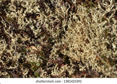 Tundra Vegetation Lichens Mosses Grass Dwarf Stock Photo 1381425392 | Shutterstock