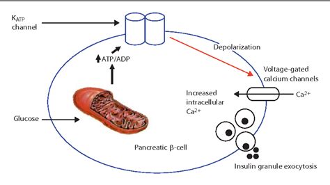 Hyperinsulinemic hypoglycemia | Semantic Scholar