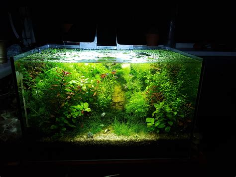 My almost self-sustaining 5 gallon planted aquarium at day 80. : r/PlantedTank