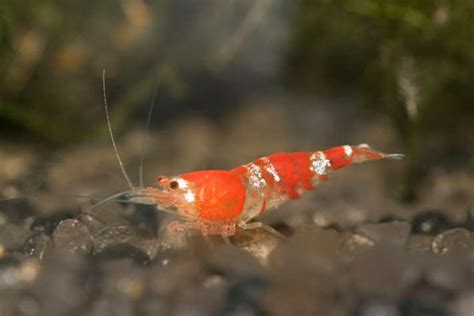 Ghost Shrimp Aquarium Care | BeChewy