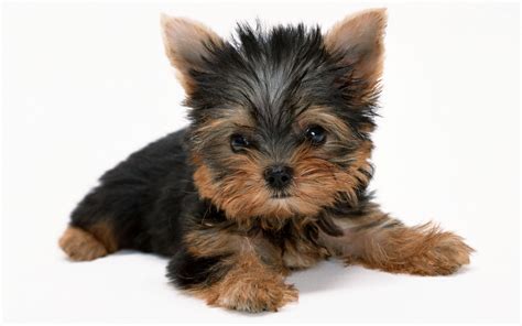 Cute Yorkie Puppies - Wallpaper, High Definition, High Quality, Widescreen