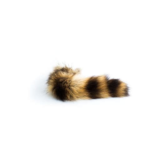 Raccoon Tail