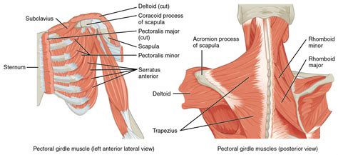 Atemhilfsmuskulatur: Anatomie und Funktion | Lecturio