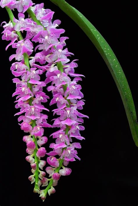 One of the few things that make me love Bihu in Assam | Orchid photography, Beautiful flowers ...