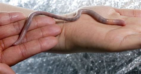 Idaho scientists find fabled giant Palouse earthworm | The Seattle Times