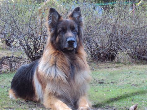 143 Top German Shepherd Dog Names