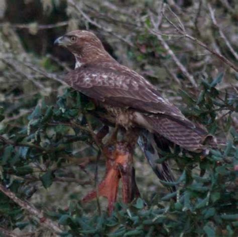 The Pacific Northwest Tree Octopus | Sightings