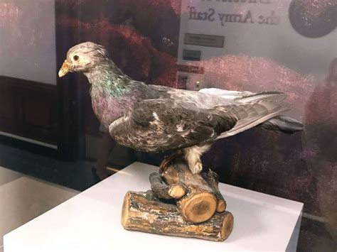 100th anniversary of carrier pigeon's heroic flight to save US troops during WWI - WSTale.com