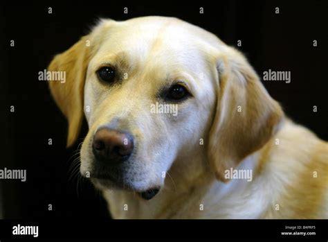 A Labrador Guide Dog Stock Photo - Alamy