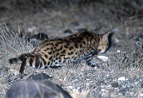 Black-footed Cat Hunting & Diet - International Society for Endangered Cats (ISEC) Canada