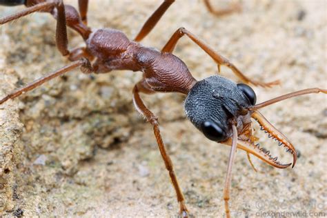 Australian Ants - Alex Wild Photography