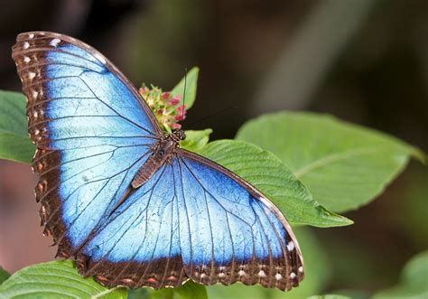 Reminder of England | Butterfly, Animals, Moth