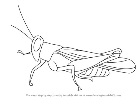 Learn How to Draw a Cricket (Insects) Step by Step : Drawing Tutorials