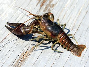 Rusty Crayfish - Profile and Resources | Invasive Species Centre