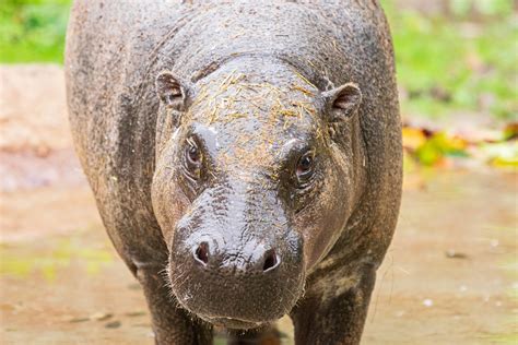 Remembering Pygmy Hippo Silas - The Houston Zoo