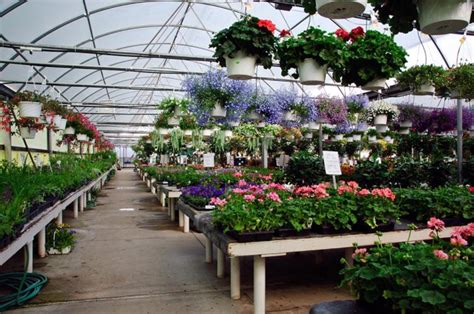 Greenhouse Flowers & Plants - Canton Road Garden Center - Akron, Ohio