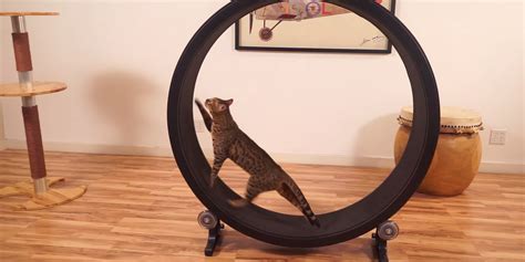 One Fast Cat: A Hamster Exercise Wheel For Cats | Bored Panda