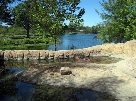 Africa-Nile Hippopotamus Exhibit - ZooChat