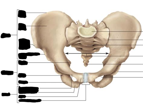 Detailed naming: Coxal Bone Quiz