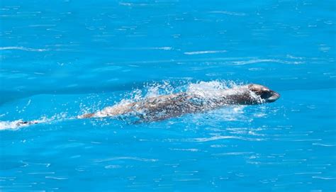 Premium Photo | Harbor seals