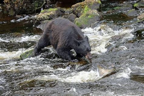 3 Hour Alaska Rainforest Hiking Tour in Tongass National Forest ...