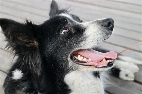 The Border Collie: Australia’s #4 Top Dog - PD Insurance