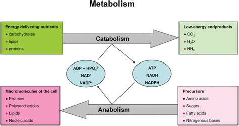 Metabolism - Mind Map