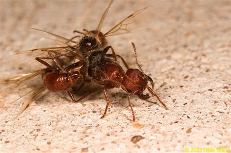 Western Harvester Ant Mating Flight (Pogonomyrmex occidentalis) - A Good Life