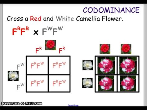 Codominance Punnett Square Calculator