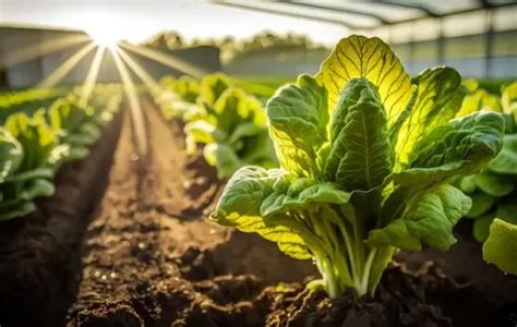 Growing Romaine Lettuce: Tips and Tricks for a Bountiful Harvest