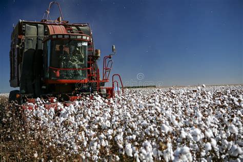 Cotton Harvest editorial stock photo. Image of machinery - 53818803