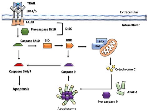 Cancers | Free Full-Text | The Role of TRAIL in Apoptosis and Immunosurveillance in Cancer