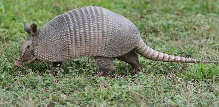 Armadillo Habitat, Facts & Species | Study.com