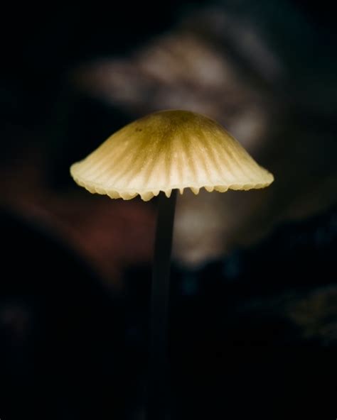 What Are Psilocybin Spores? Everything You Need to Know and Grow ...