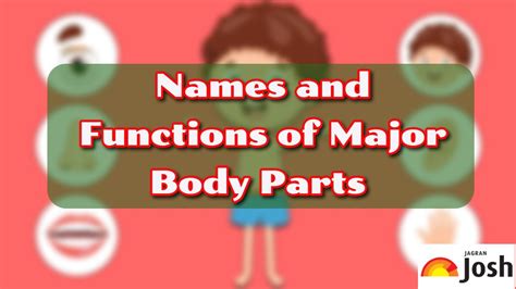 Body Parts Names with Pictures in English and Hindi