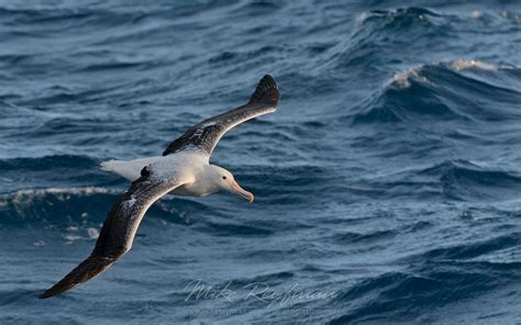 Wandering Albatross (Diomedea exulans) in flight… South Georgia, Albatross, Abstract Landscape ...