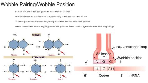 Wobble Pairing - YouTube