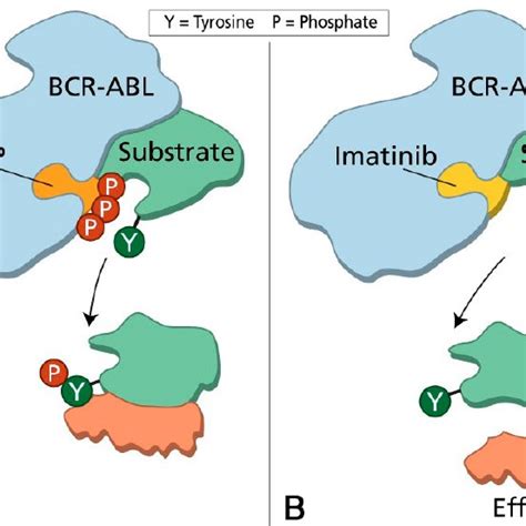 Mode of action of imatinib. The phosphorylation of a substrate is shown ...