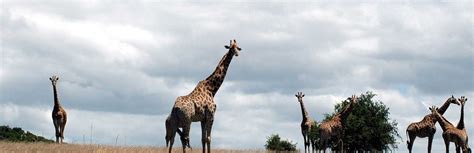 Amakhala Game Reserve - Africa and Beyond