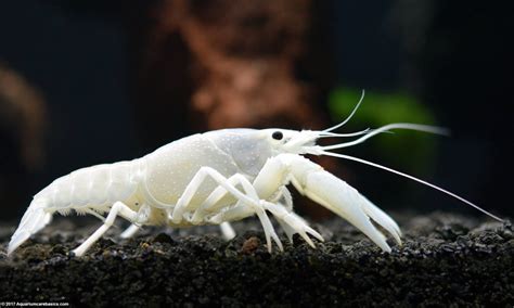 White Crayfish: Care, Size, Feeding, Tankmates & Molting - Video