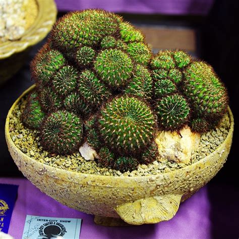 Sulcorebutia mentosa, Best Sulco/Rebutia | Cactus plants, Succulent gardening, Planting succulents