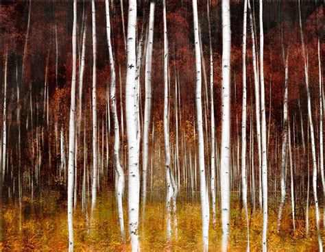 Large Abstract Aspen Tree Canvas Wall Art Print Giclee Nature Scene ...