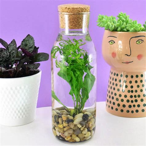 DIY Water Bottle Terrarium | DIYIdeaCenter.com