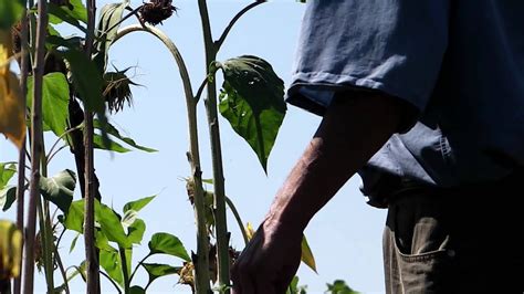 Harvesting Sunflower Seeds - YouTube